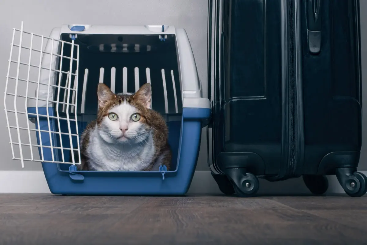 cat-in-carrier-with-suitcase-next-to-it.jpg.webp